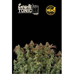 Terp & Tonic Auto, Фасовка: 3